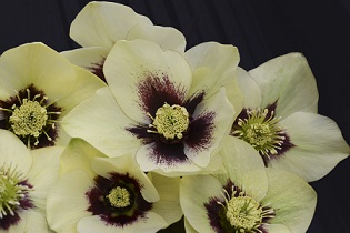 HELLEB HONYMOON SPANISH FLARE #1