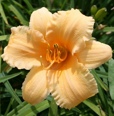HEMER APRICOT SPARKLES #1