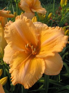 HEMER ENDLESSLILY ORANGE #1
