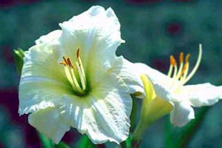HEMER JOAN SENIOR #1