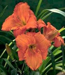 HEMER MAUNA LOA #1