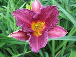 HEMER PURPLE D' ORO #1