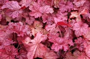 HEUCHERA BERRY SMOOTHIE #1