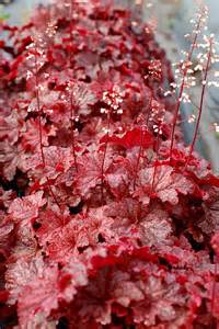 HEUCHERA CAJUN FIRE #1