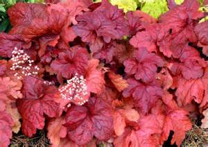 HEUCHERA FIRE ALARM #1