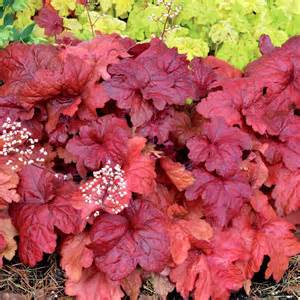 HEUCHERA FIRE CHIEF #1