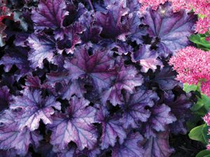 HEUCHERA FOREVER PURPLE #1