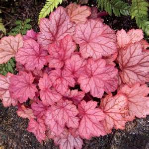 HEUCHERA GEORGIA PEACH #1