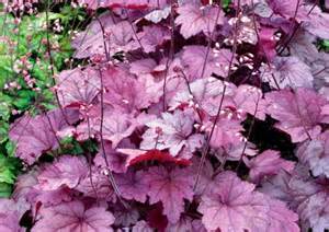 HEUCHERA GEORGIA PLUM #1