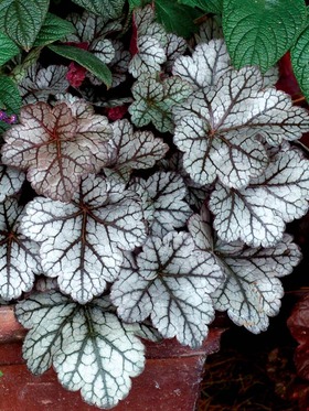 HEUCHERA GLITTER #1