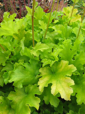HEUCHERA LIME MARMALADE #1