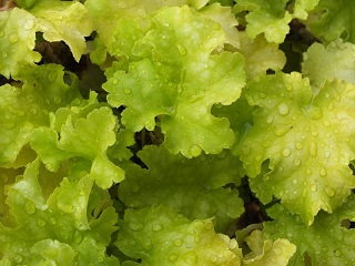 HEUCHERA LIME RUFFLES #1