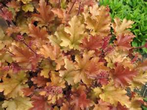 HEUCHERA MARMALADE #1