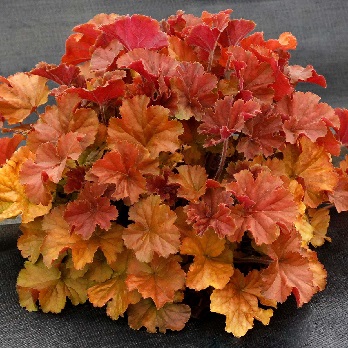 HEUCHERA NORTHERN EXP AMBER #1