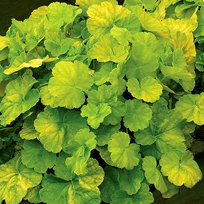 HEUCHERA NORTHERN EXP LIME #1
