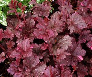 HEUCHERA MIDNIGHT ROSE #1