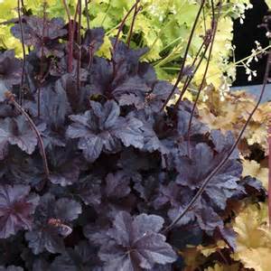 HEUCHERA OBSIDIAN #1