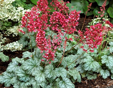 HEUCHERA PARIS #1