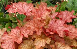 HEUCHERA PAPRIKA #1