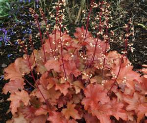 HEUCHERA PEACH FLAMBE #1
