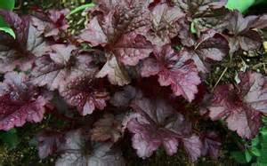 HEUCHERA PLUM PUDDING #1