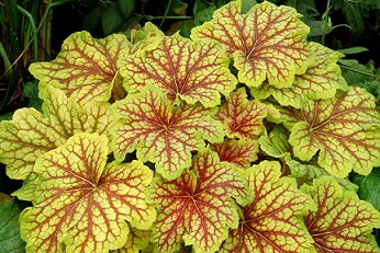 HEUCHERA RED LIGHTNING #1
