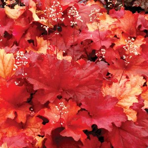 HEUCHERA RIO #1