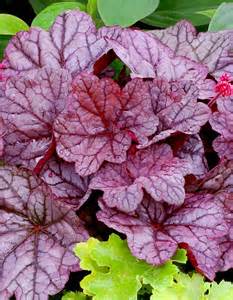 HEUCHERA SUGAR PLUM #1
