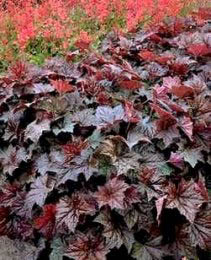 HEUCHERA PALACE PURPLE #1