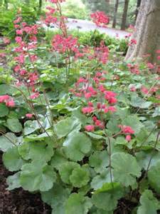 HEUCHERA SAN RUBY BELLS #1