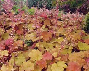 HEUCHERA VIL CARAMEL #1