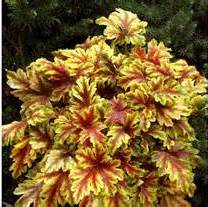 HEUCHERELLA SOLAR ECLIPSE #1