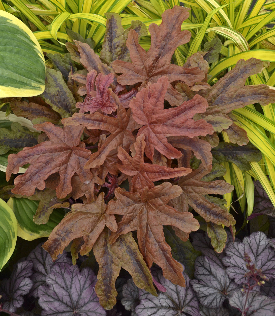 HEUCHERELLA PEACH TEA #1