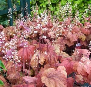 HEUCHERELLA SWEET TEA #1