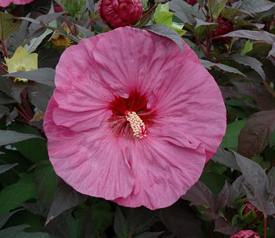 HIBISCUS BERRY AWESOME #3 PW