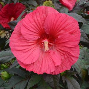 HIBISCUS MARS MADNESS #3