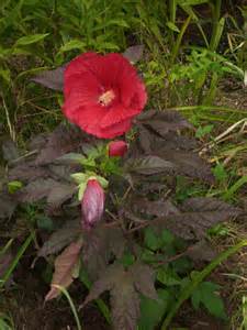 HIBISCUS MIDNIGHT MARVEL #3