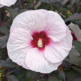 HIBISCUS MOCHA MOON #3