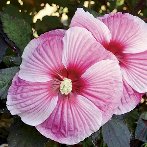 HIBISCUS STARRY STARRY NIGHT#3