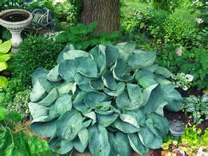 HOSTA ABIQUA DRINKING GOURD #1
