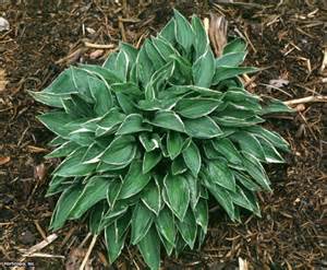 HOSTA AMAZONE #1