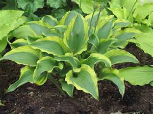 HOSTA ATLANTIS #1