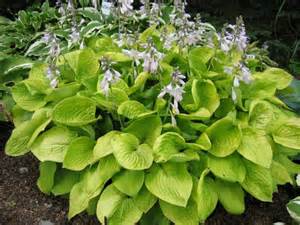 HOSTA AUGUST MOON #1