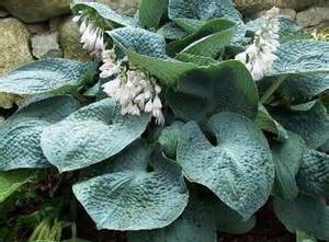 HOSTA BIG DADDY #1