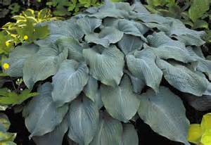 HOSTA BLUE ANGEL #5