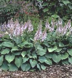 HOSTA CAPTAIN KIRK #1