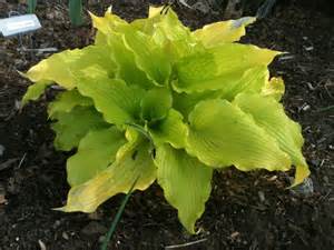 HOSTA DANCING QUEEN #1