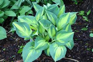 HOSTA DREAM QUEEN #1