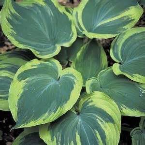 HOSTA EARTH ANGEL #5