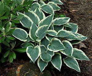 HOSTA EL NINO #1